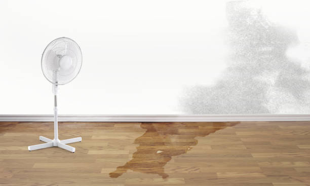 Best Flood damage cleanup  in Horizon City, TX